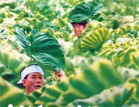 Summer Simplified Version-Joe Hisaishi