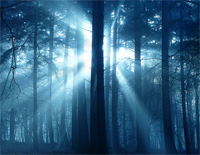 The Foggy Dew-Bandari