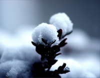 Edelweiss-The Sound of Music OST