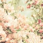 Lovesickness 花風病——非常好聽的一首曲子！