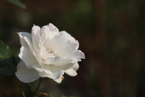 愛的協奏曲 較難版