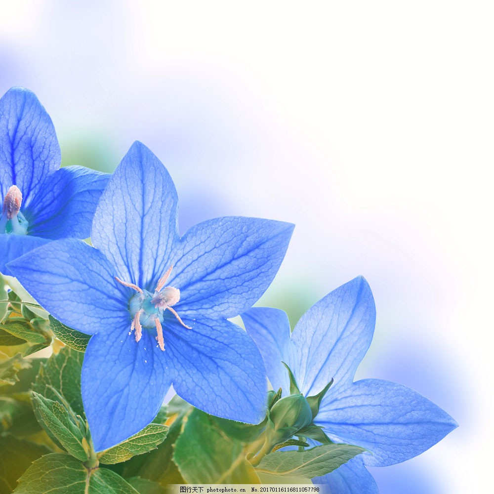 停在薔薇上的小小的愛