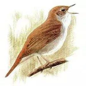 夜鶯  （超級完整版）