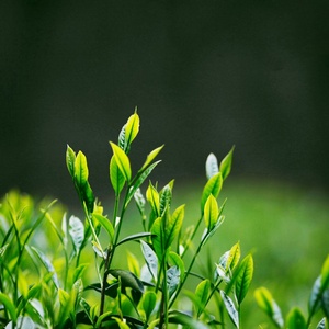 采茶（六安民歌）