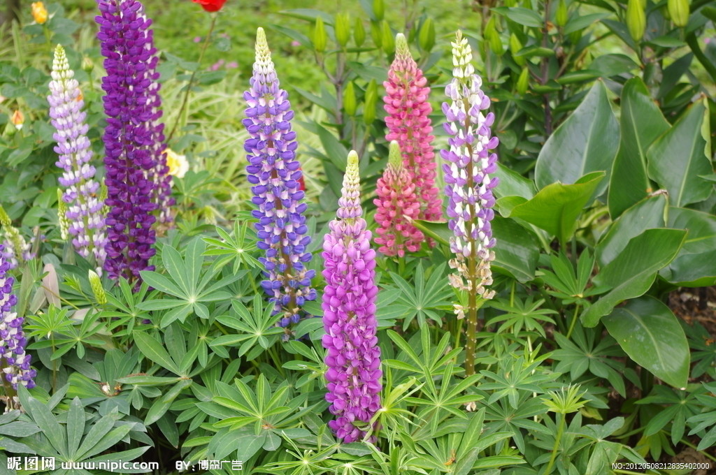 【甄妮】魯冰花