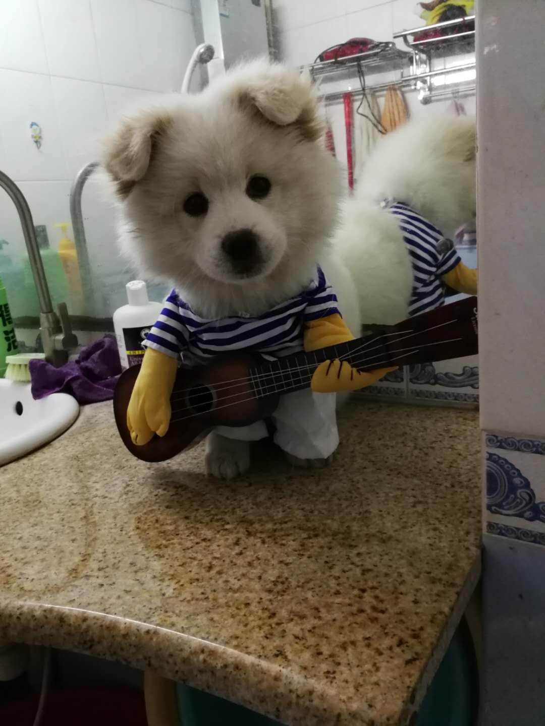 天晴就去玩吧，我的小狗