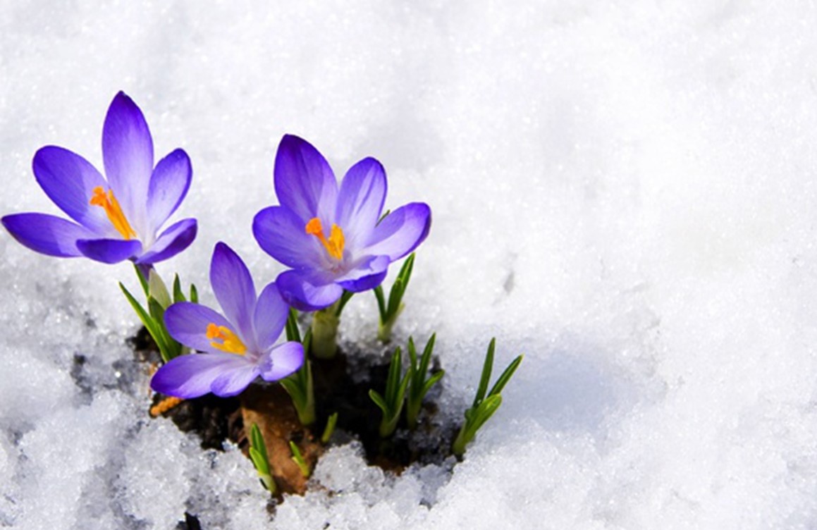 故鄉(xiāng)的親人