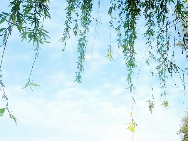 Longing for the Spring Breeze