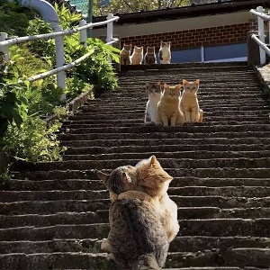 《好久不見》插曲前奏--電視劇《何以笙簫默》插曲