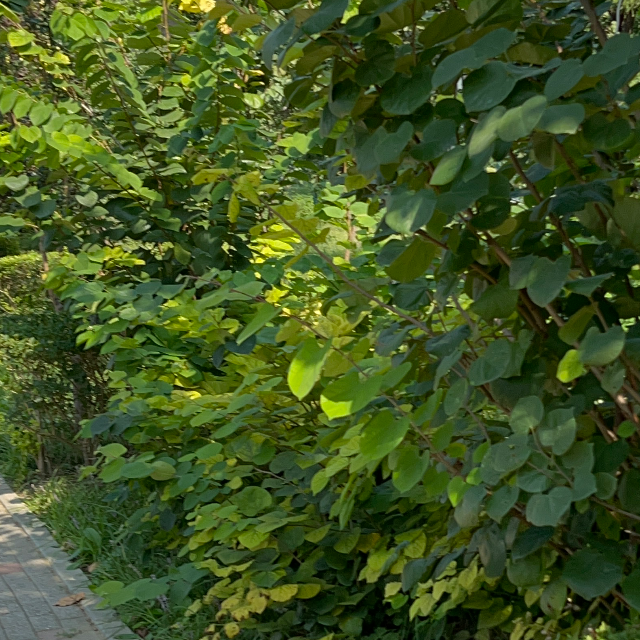 再見二丁目全曲