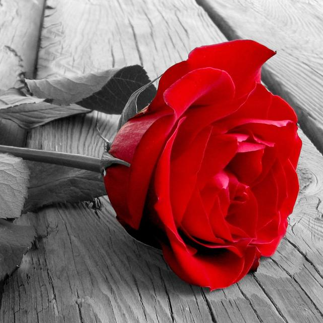 羞答答的玫瑰靜悄悄地開（獨奏改編）