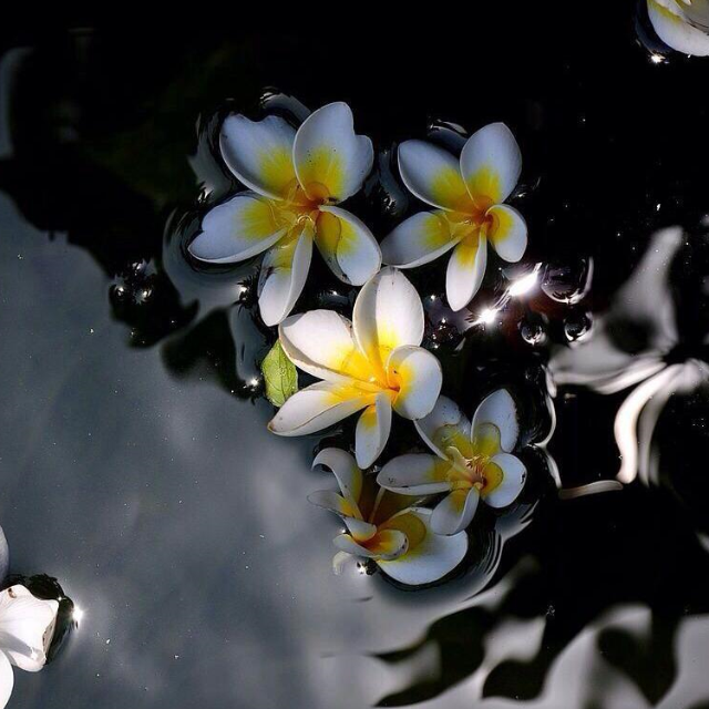 花雨落C大調任然