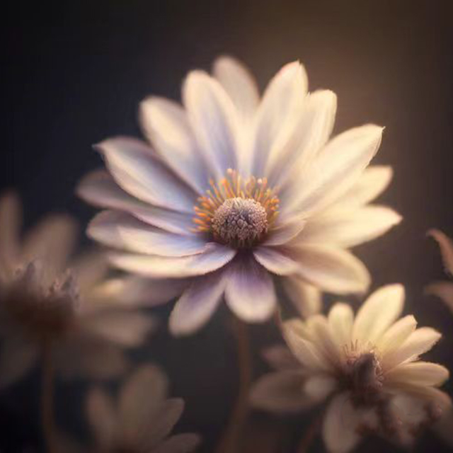 絨花（電影《小花》《芳華》插曲）