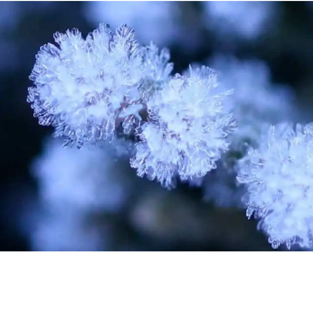 雪絨花（初學）