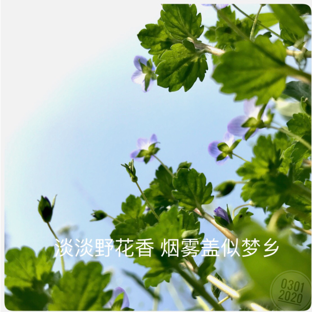 離別開出花（輕搖版）