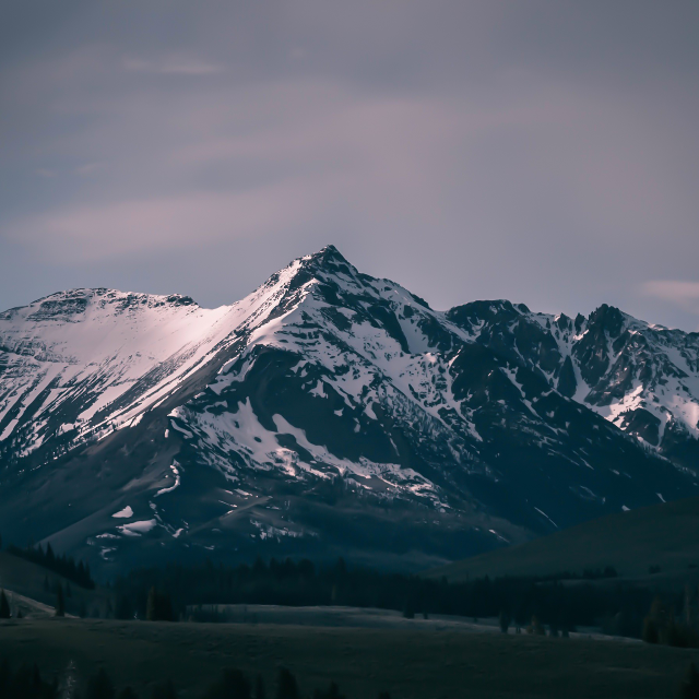 雪絨花初學帶指法版