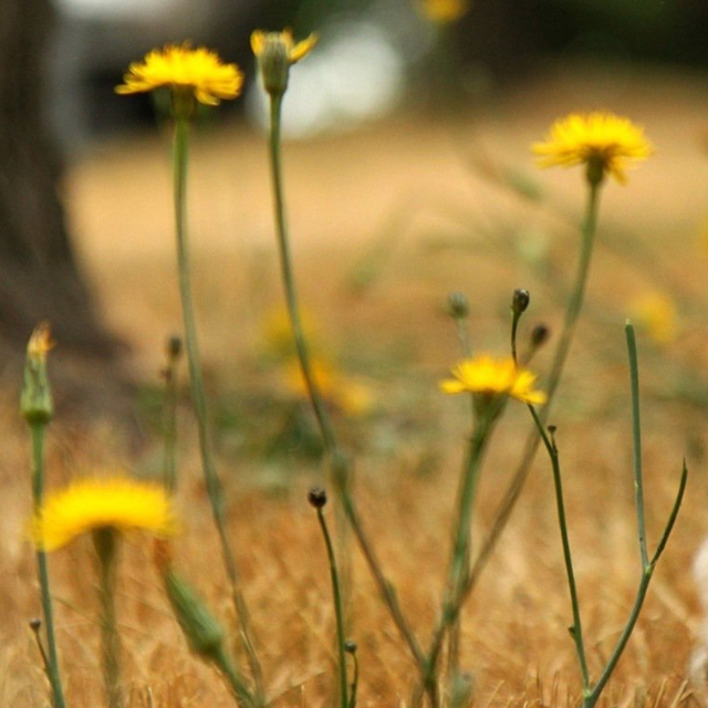 人生的旋轉木馬（簡易指法版）超好聽