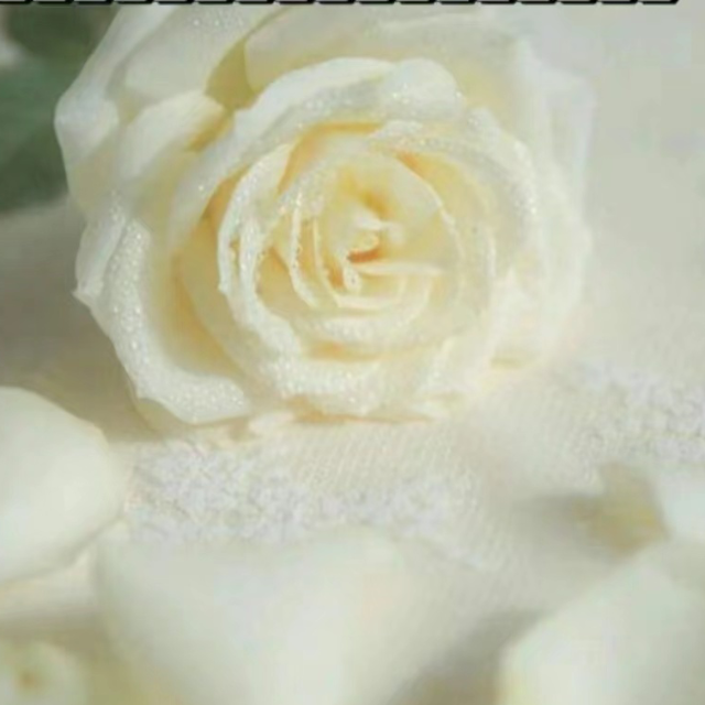 山茶花讀不懂白玫瑰