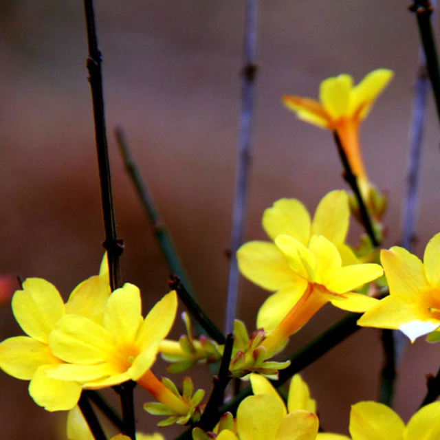 祖國不會忘記   合唱譜帶伴奏歌詞 D大調