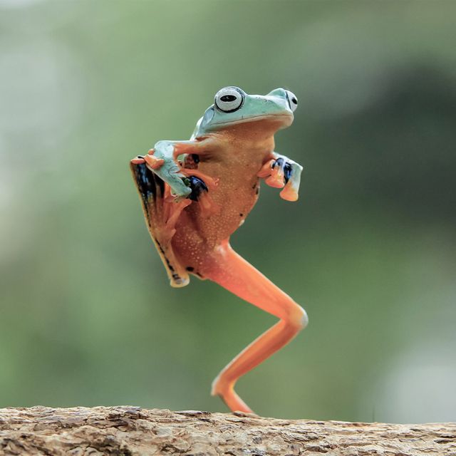 ТАНЕЦЬ МАЛЕНЬКИХ ЖАБЕНЯТ（小青蛙之舞）