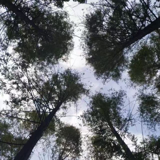 如果能回到從前