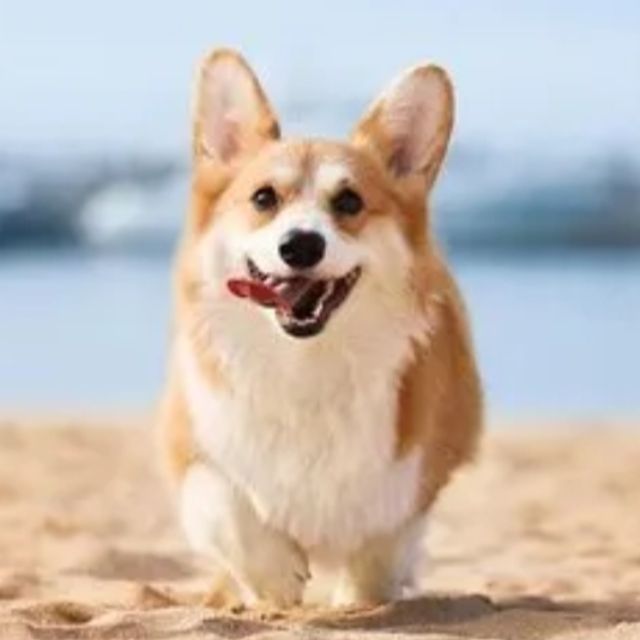 卡農 C大調 簡化版 （牙牙學琴 版本）