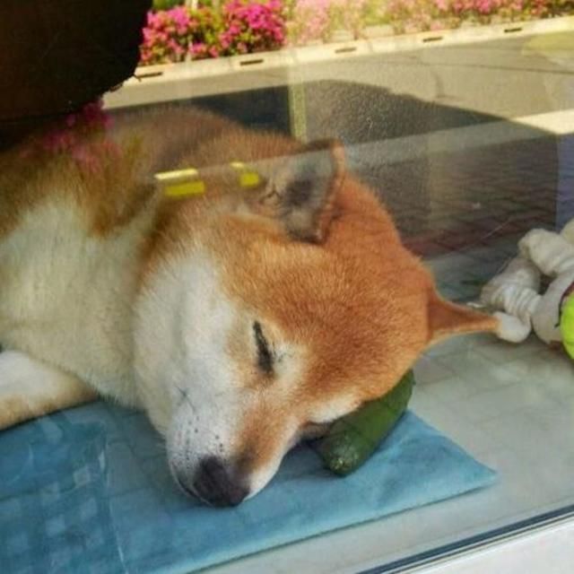 zzz - Bye Mugen 作譜：Komeeide 總譜 五線譜 B/?g