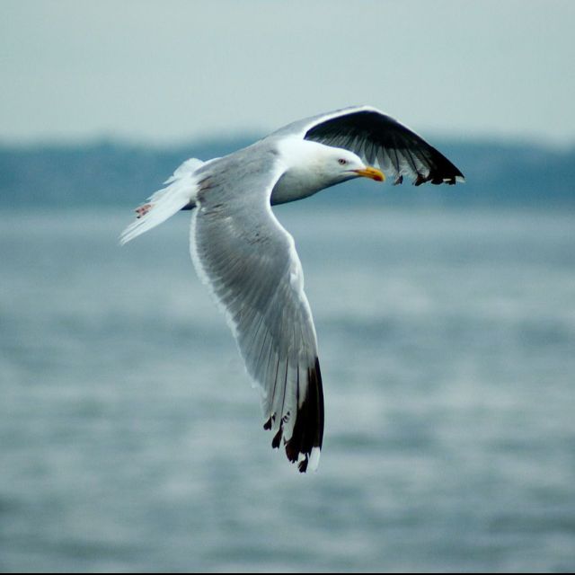 SEAGULL IN THE SKY（好聽易彈）
