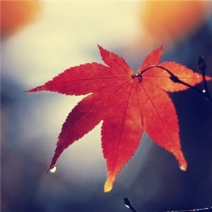 童話（C大調，簡單版，鋼琴譜）