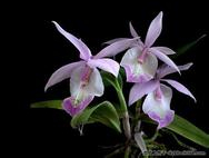 With an Orchid（和蘭花在一起，雅尼）