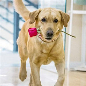 人類啊愛我吧 （神犬小七，插曲）