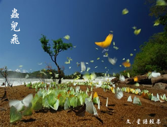 《蟲兒飛》簡易版